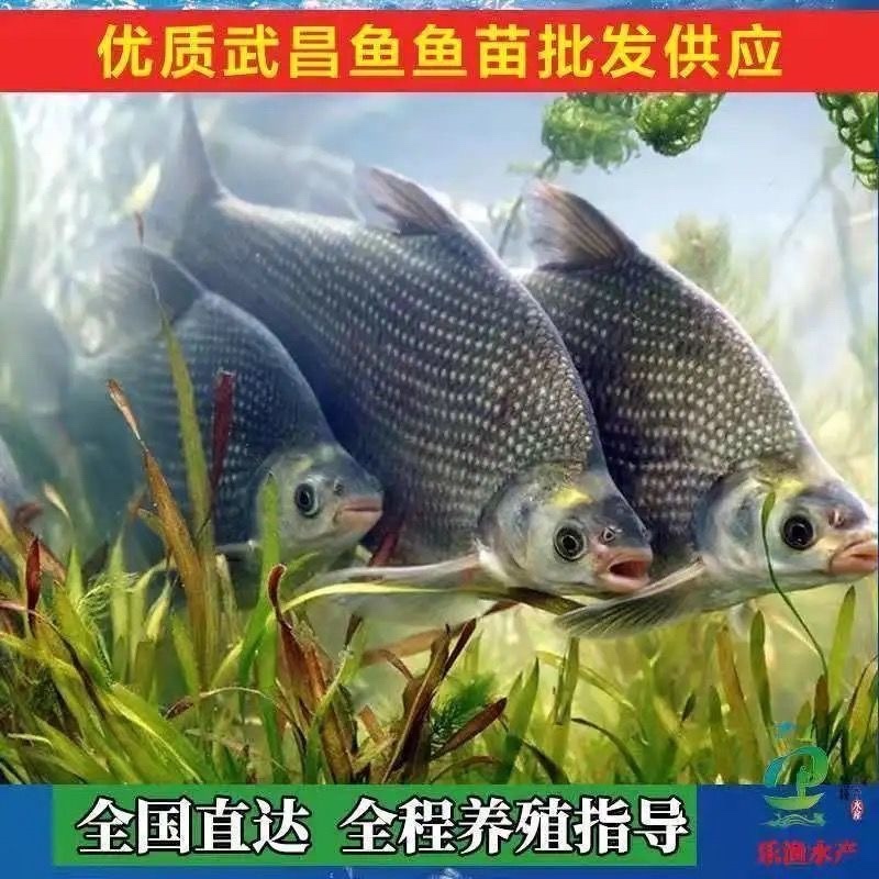 鳊鱼苗武昌鱼苗基地直供包成活长势快诚信经营
