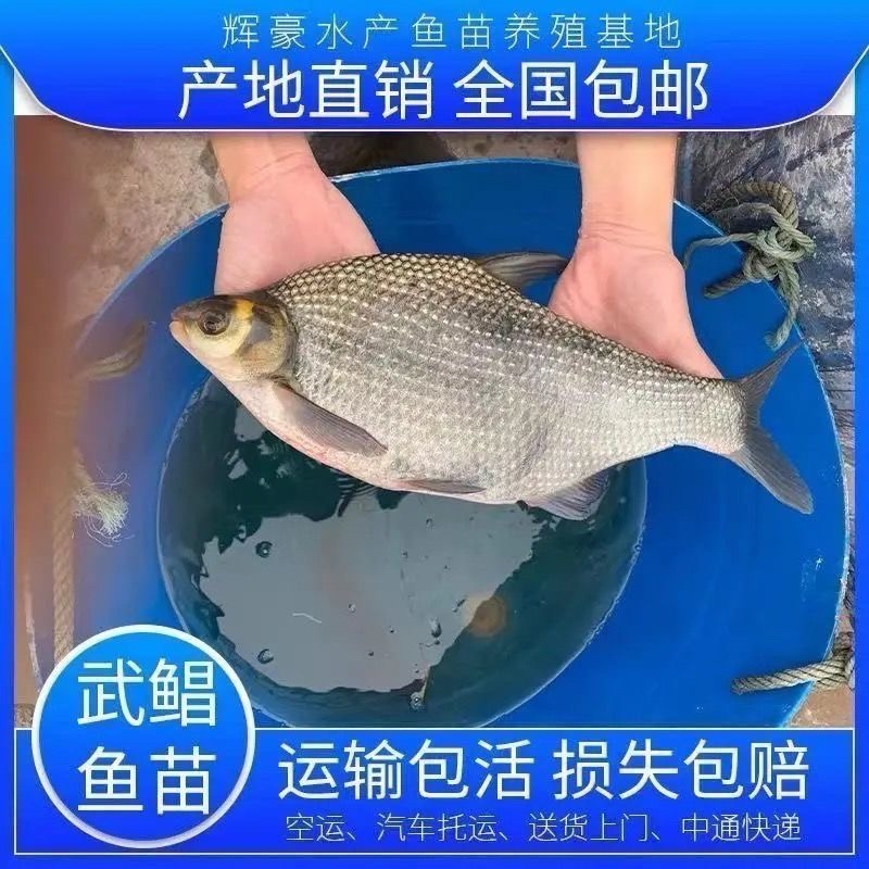 鳊鱼苗武昌鱼苗基地直供包成活长势快诚信经营