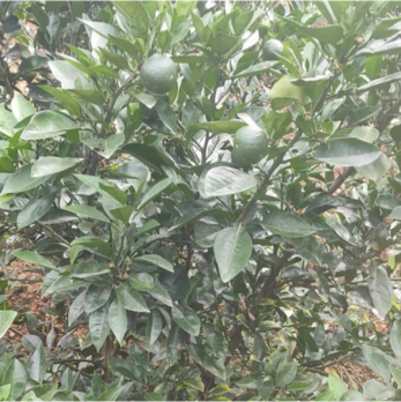 枳壳苗药用代代果当年挂果产量高诚信第一欢迎来电