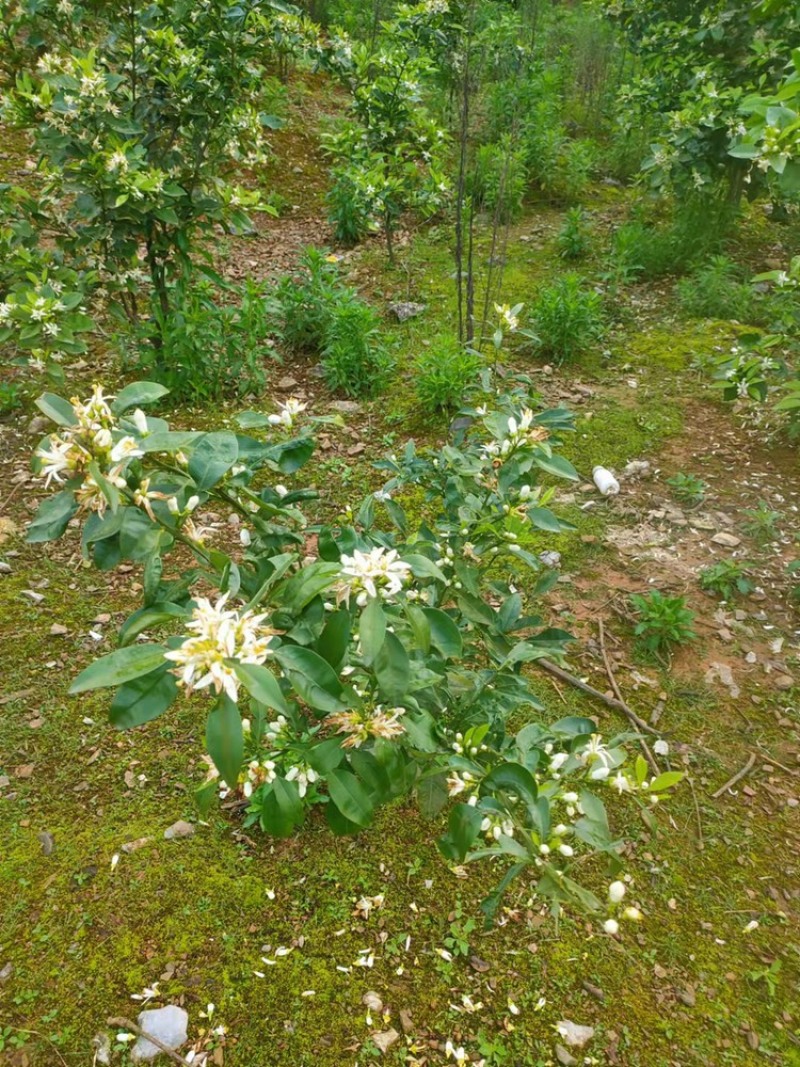 枳壳苗药用代代果当年挂果产量高诚信第一欢迎来电