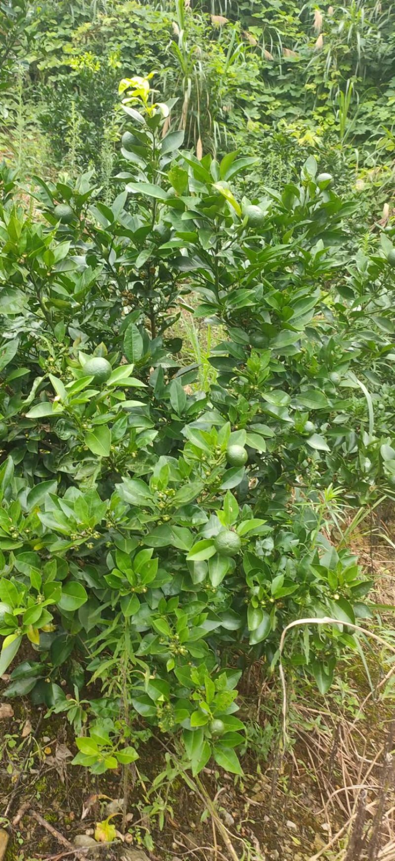 枳壳苗药用代代果当年挂果产量高诚信第一欢迎来电