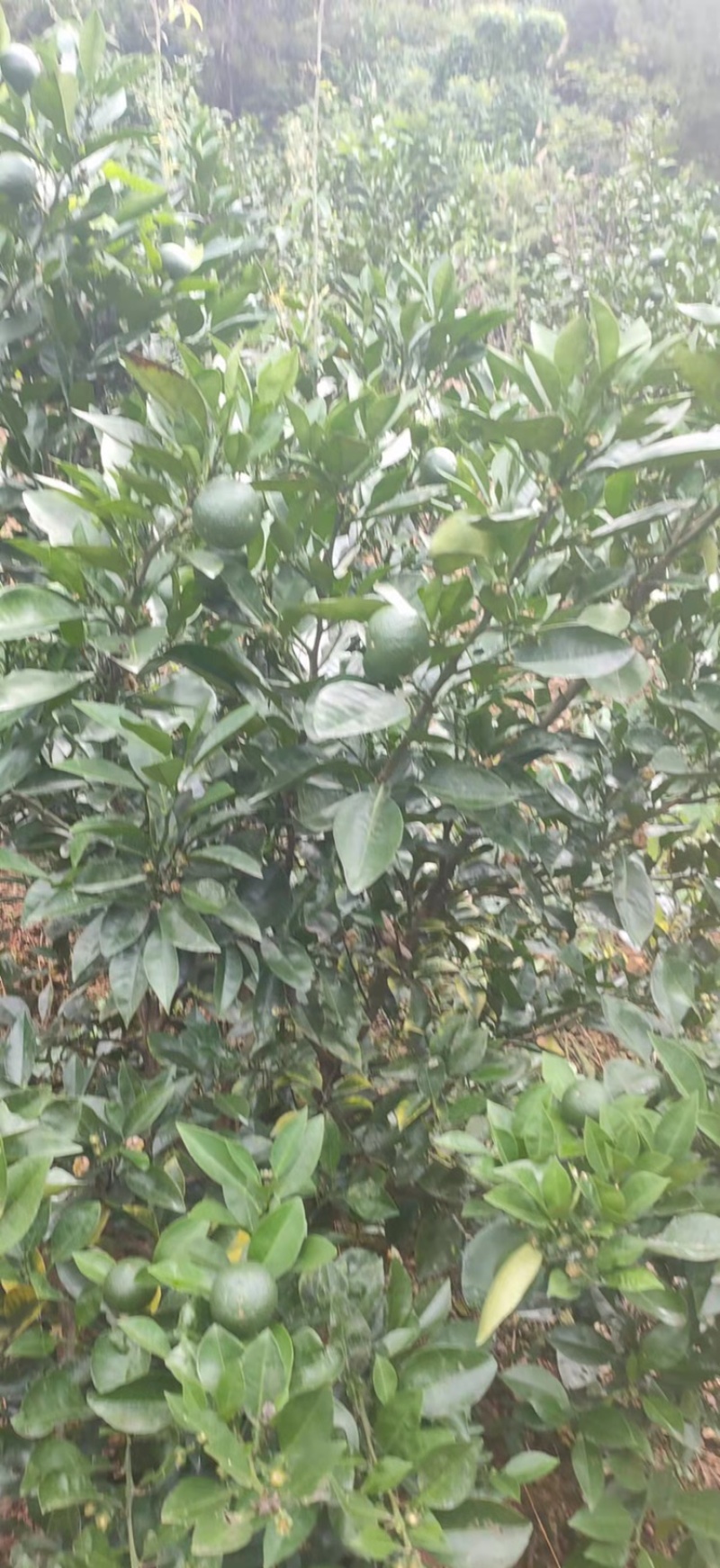 枳壳苗药用代代果当年挂果产量高诚信第一欢迎来电