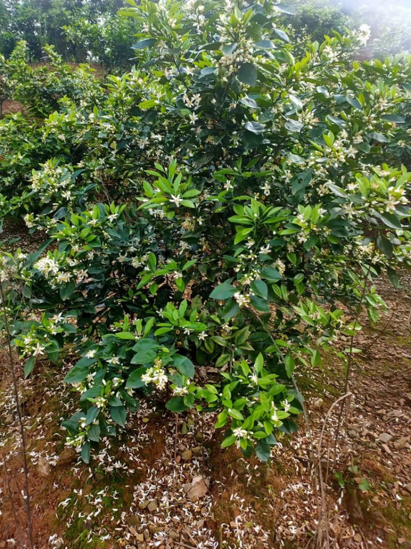 枳壳苗药用代代果当年挂果产量高诚信第一欢迎来电