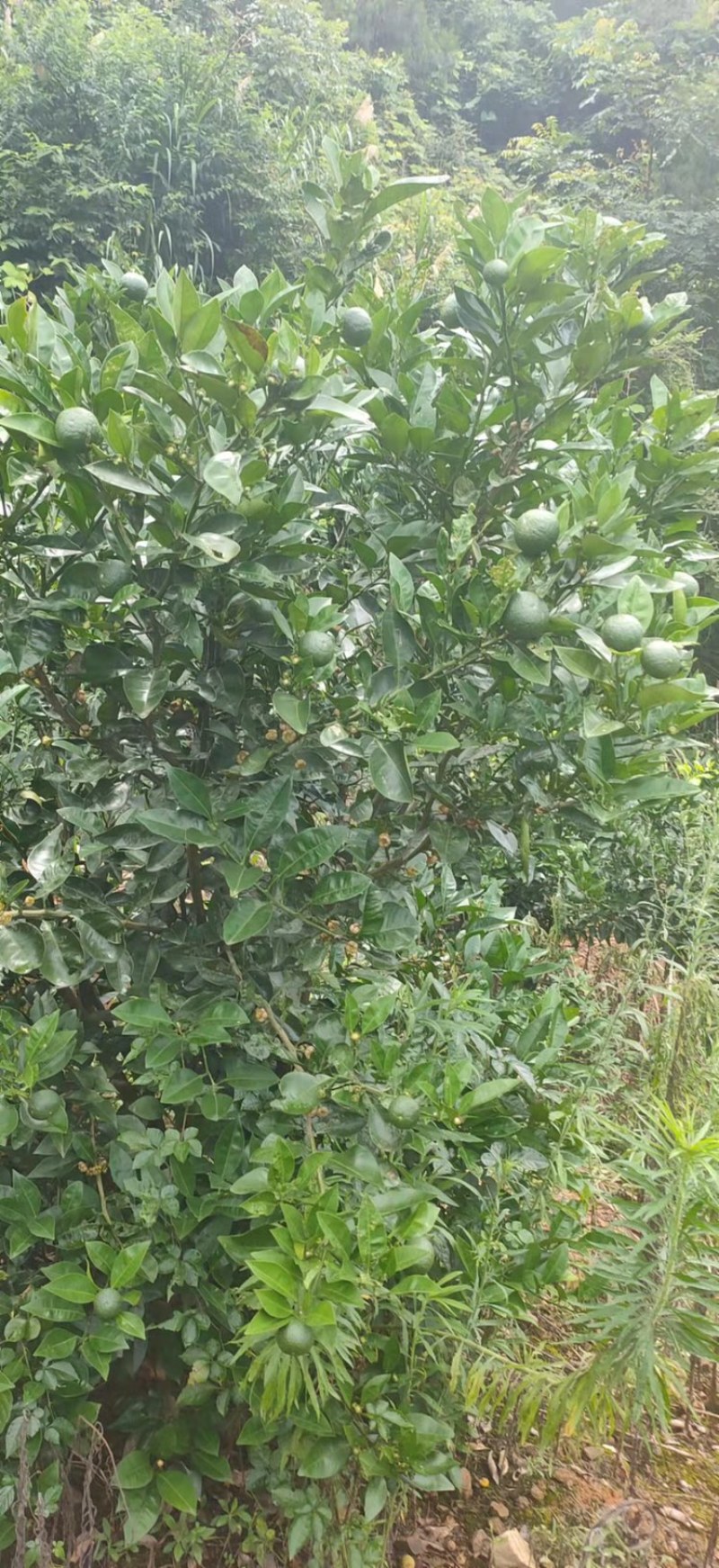 枳壳苗药用代代果当年挂果产量高诚信第一欢迎来电