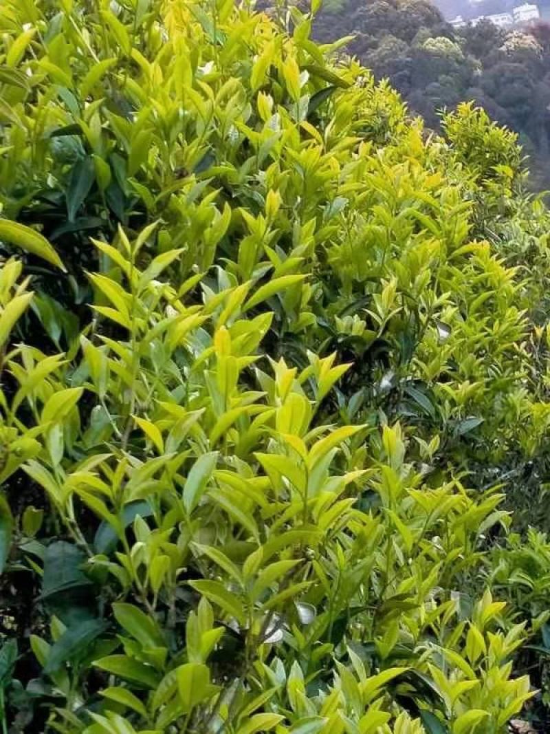 正宗凤凰单丛茶