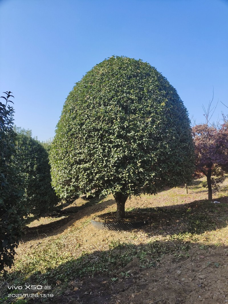 丹桂树，金桂，八月桂，大规格15/20/25公分大量出售