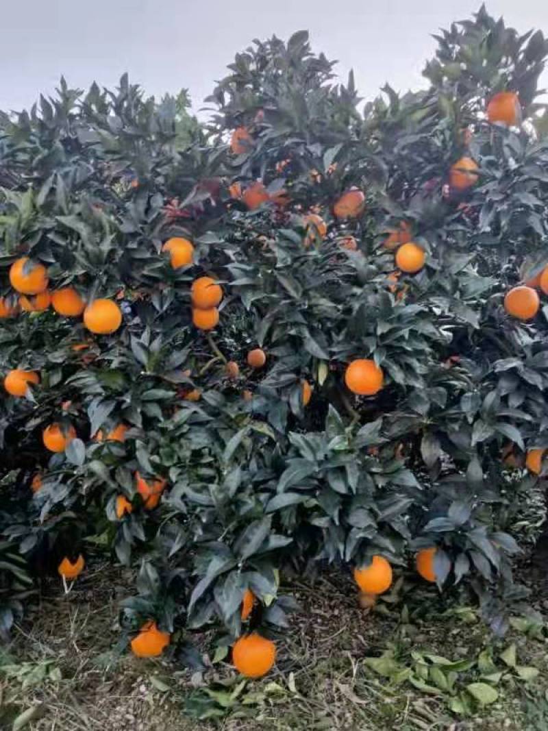 脐橙