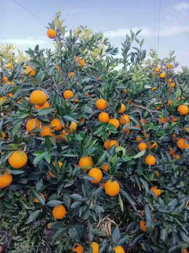 脐橙