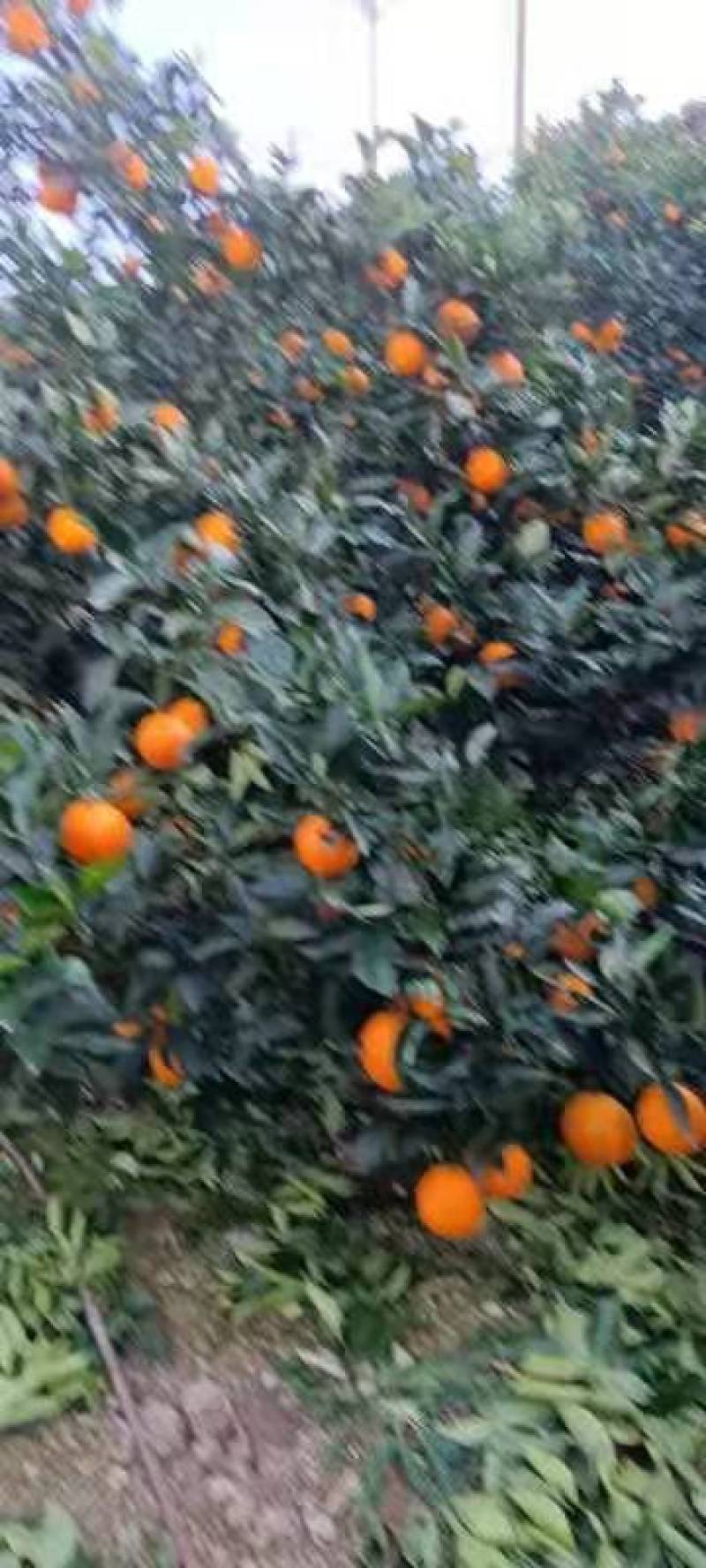 脐橙