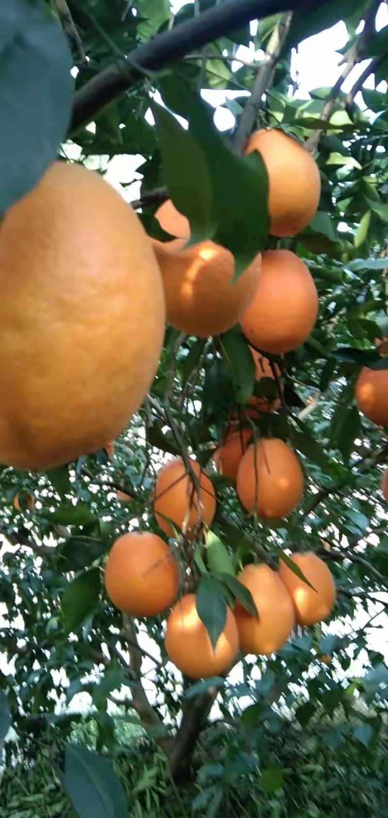 脐橙