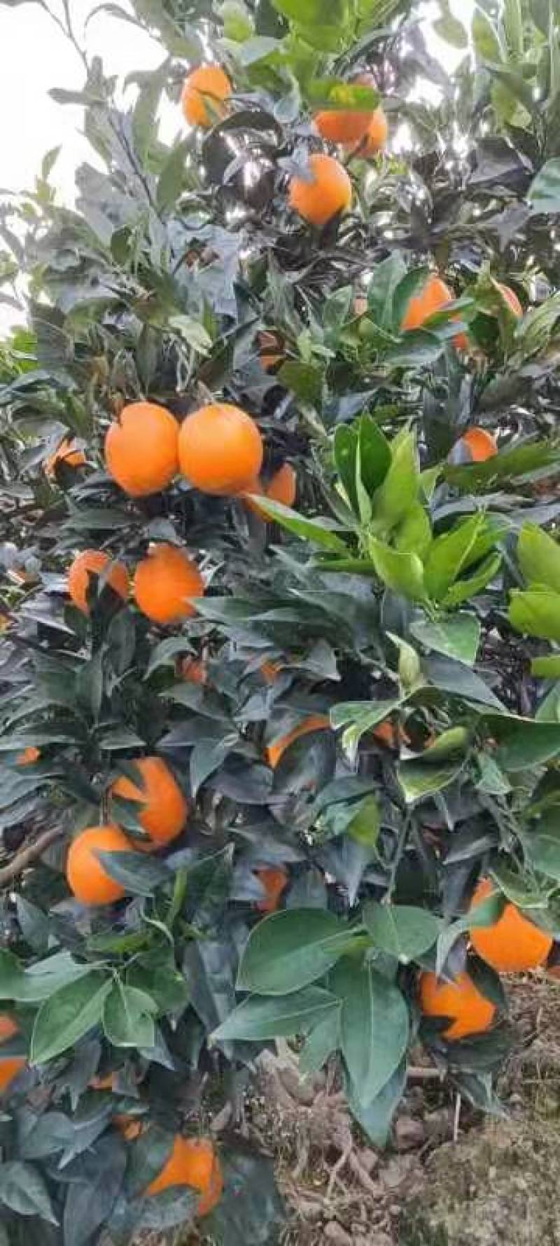 脐橙
