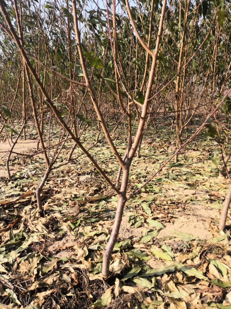 嫁接桃树苗黄金蜜0-4号桃树苗果大香甜当年结果年