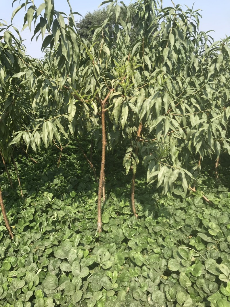 嫁接桃树苗黄金蜜0-4号桃树苗果大香甜当年结果年
