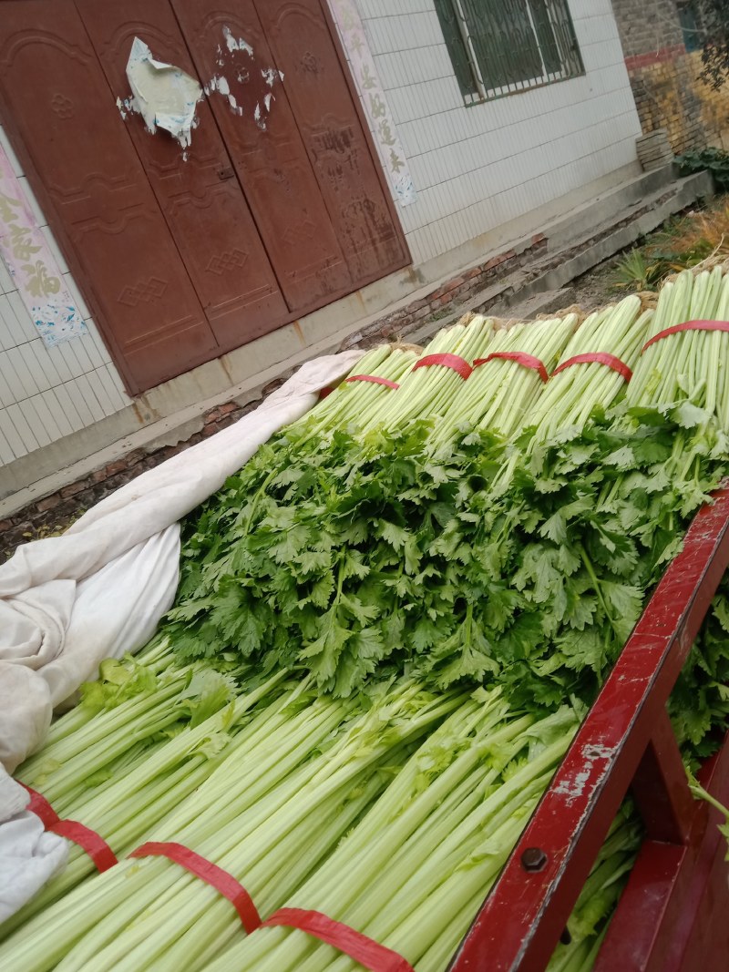 今日新鲜芹菜，价格1.8元/斤，需要的老板请与我联系