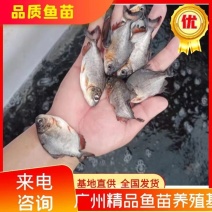 优质淡水鲳鱼苗，白鲳鱼苗，红鲳鱼苗活体，热带养殖鱼