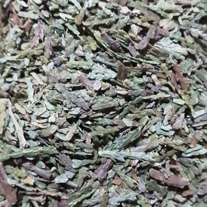 侧柏叶侧柏叶扁柏干柏树叶农副产品不满意可退换货