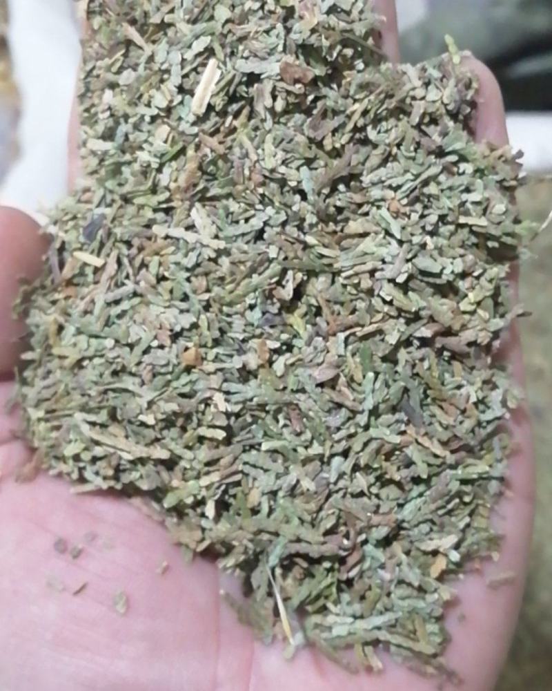 侧柏叶侧柏叶扁柏干柏树叶农副产品不满意可退换货