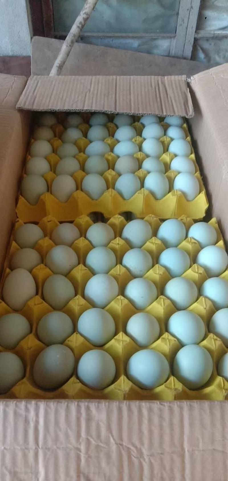 精品绿壳鸡蛋绿壳乌鸡蛋原场直发量大价更优