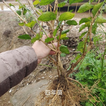 茉莉花苗半成品裸根苗/不带花苞/产地现挖现发/全国发货