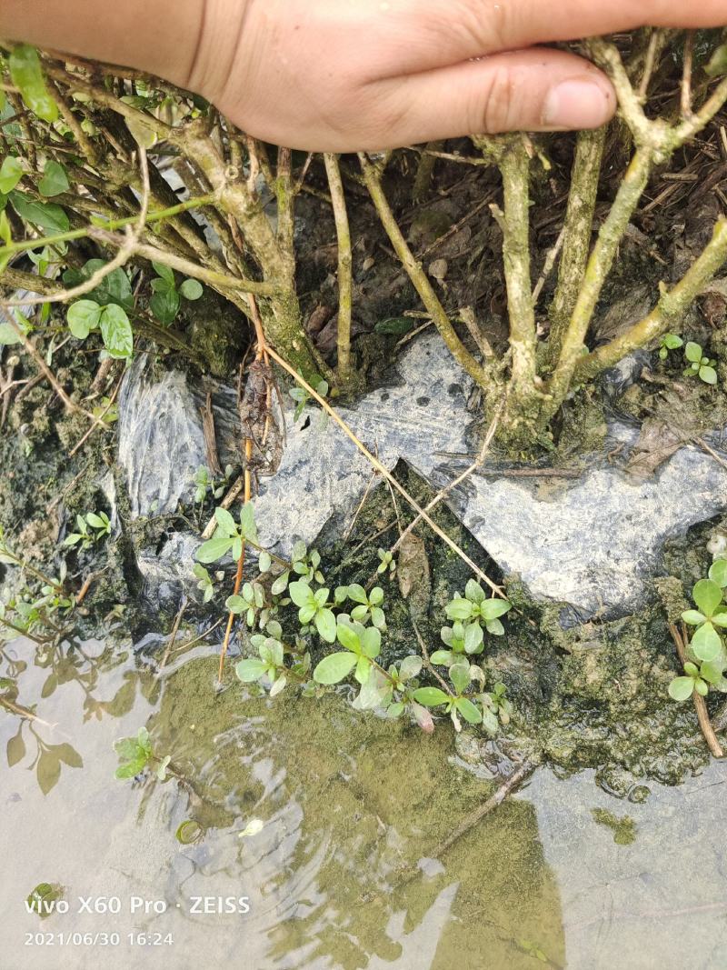 茉莉花苗半成品裸根苗/不带花苞/产地现挖现发/全国发货