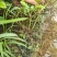 茉莉花苗半成品裸根苗/不带花苞/产地现挖现发/全国发货