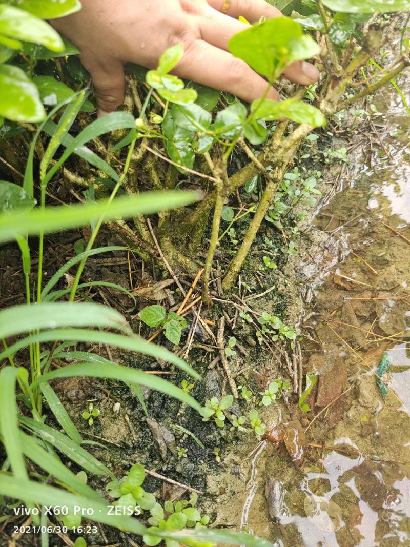 茉莉花苗半成品裸根苗/不带花苞/产地现挖现发/全国发货