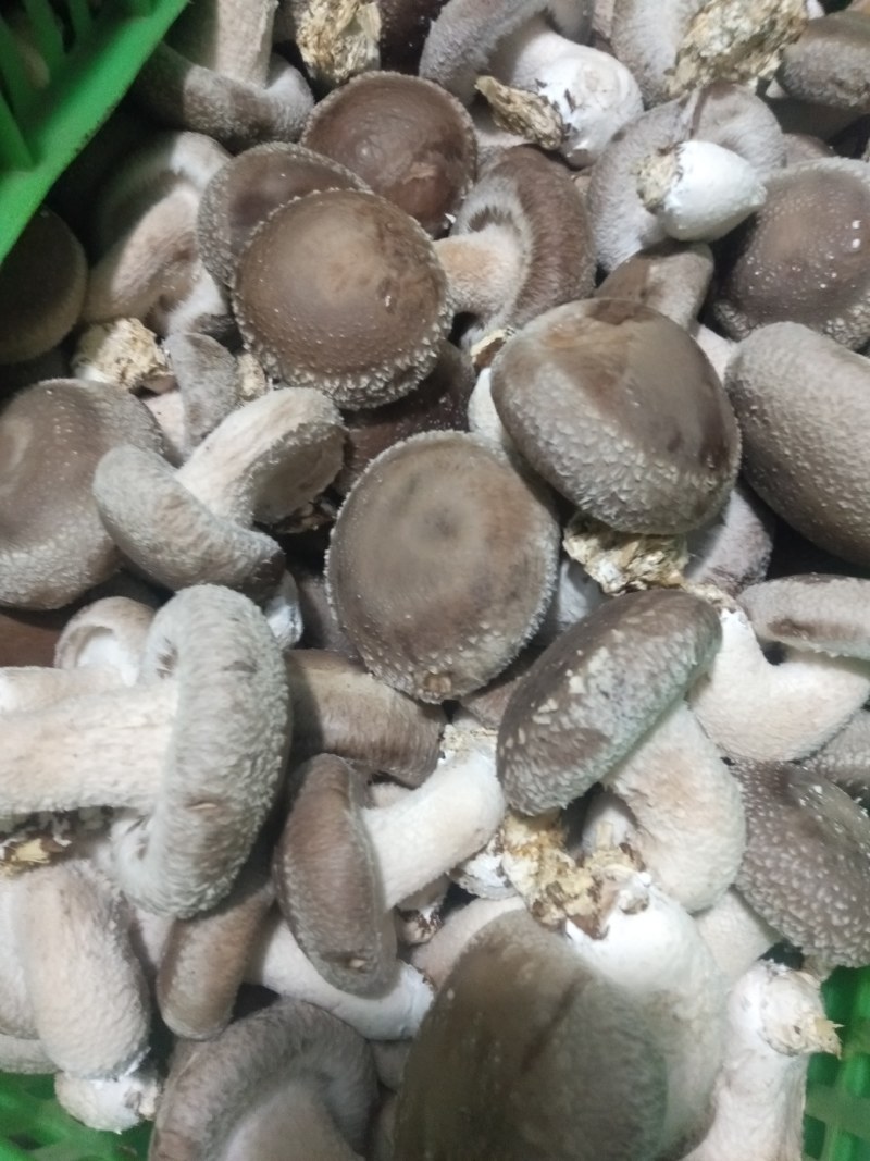家庭农场香茹