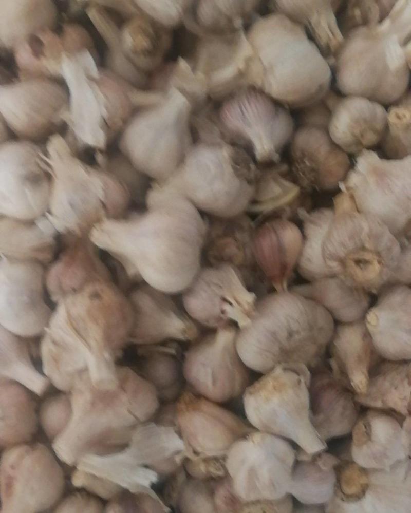 四川中熟红皮大蒜种，耐赛产量高直叶。