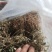 纯野生瓜子金。也叫小叶来马回。瓜子金。。。