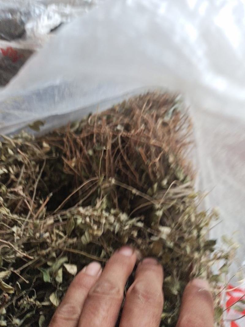 纯野生瓜子金。也叫小叶来马回。瓜子金。。。