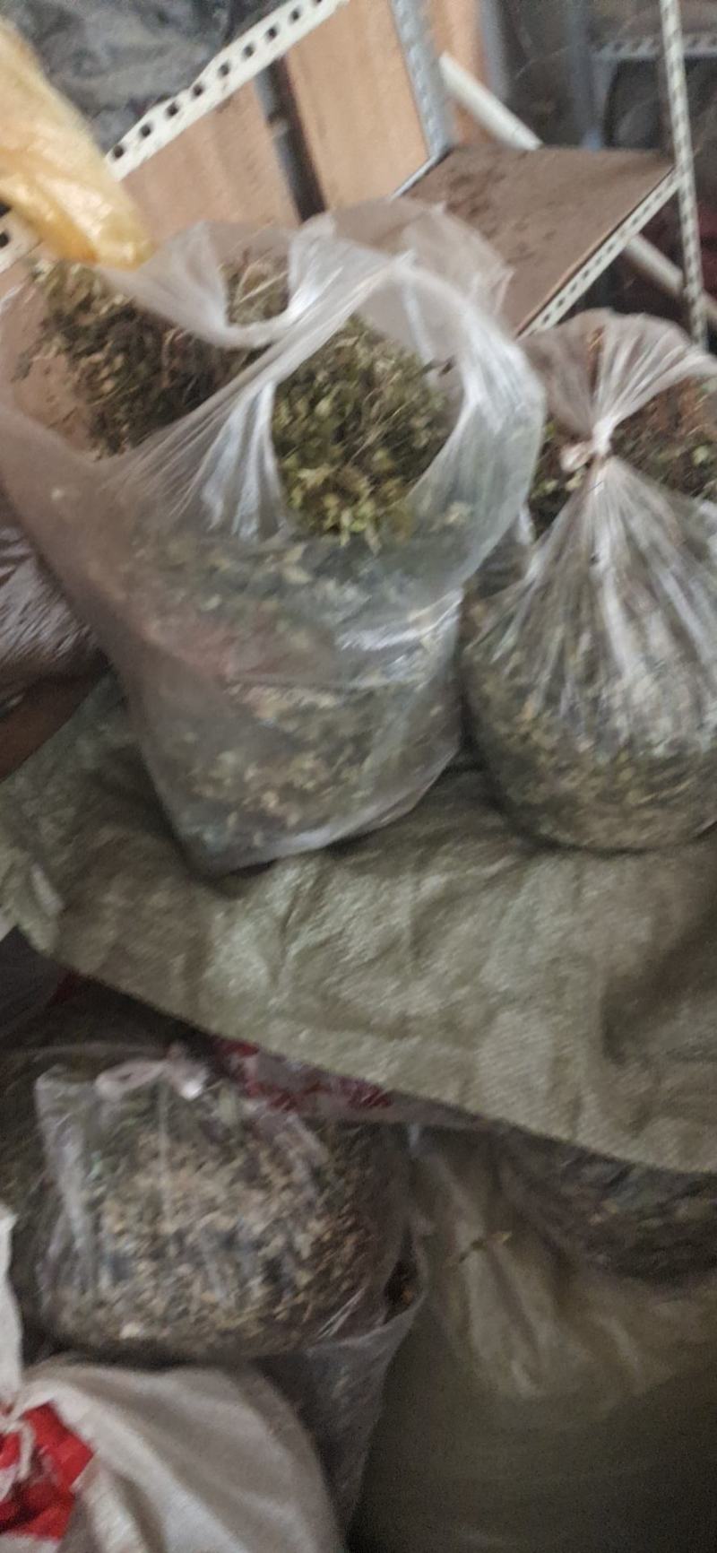 纯野生瓜子金。也叫小叶来马回。瓜子金。。。