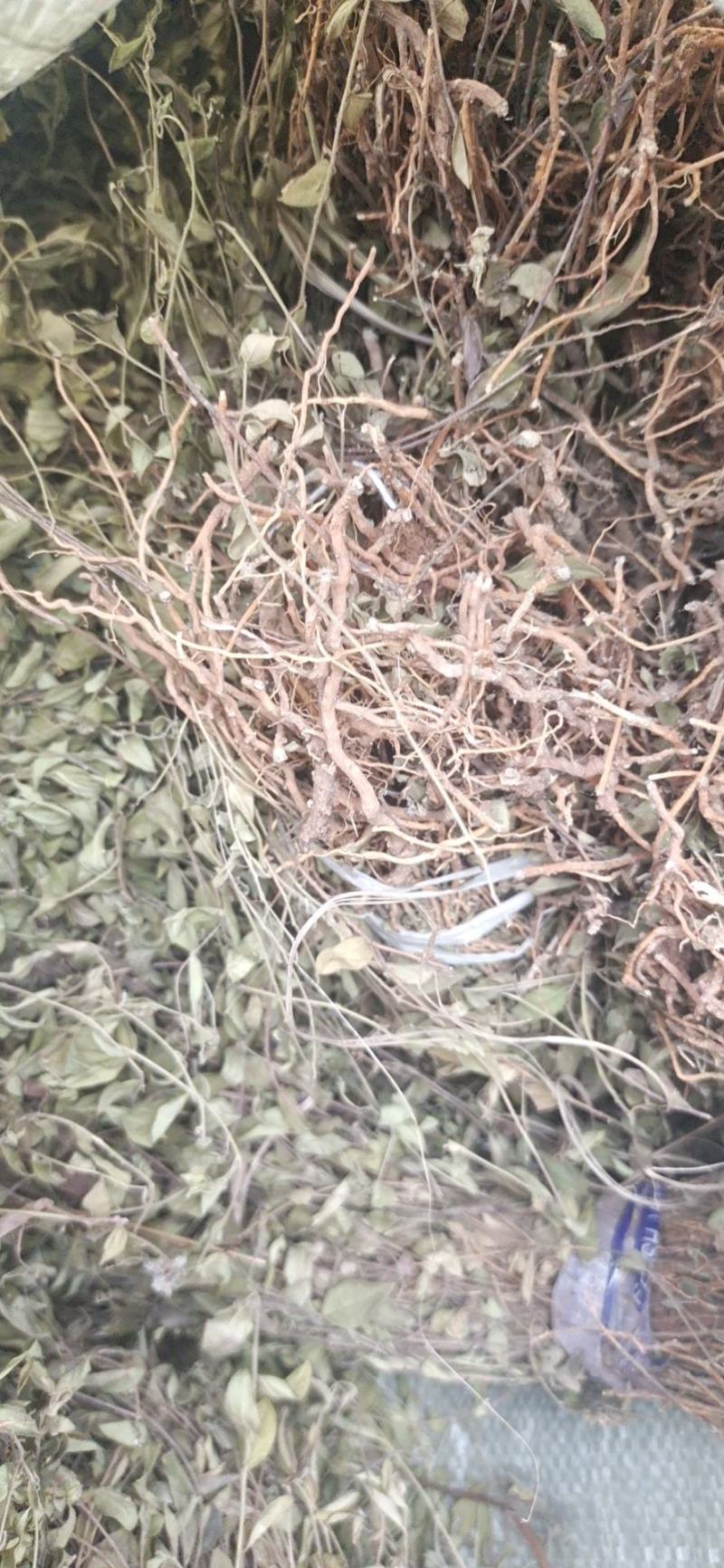 纯野生瓜子金。也叫小叶来马回。瓜子金。。。
