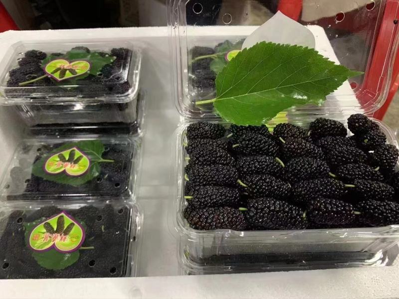 广东精品4~5cm桑葚大果,精心打包发货，欢迎下单咨询