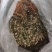 纯野生瓜子金。也叫小叶来马回。瓜子金。。。