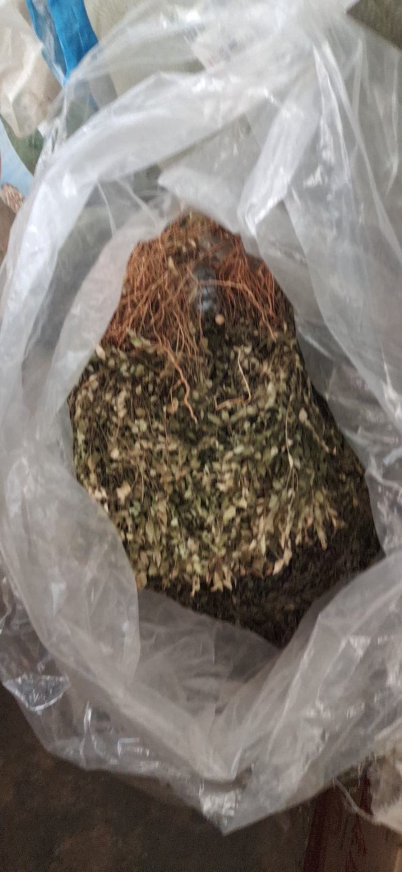 纯野生瓜子金。也叫小叶来马回。瓜子金。。。