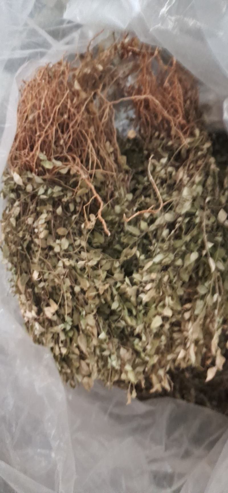 纯野生瓜子金。也叫小叶来马回。瓜子金。。。