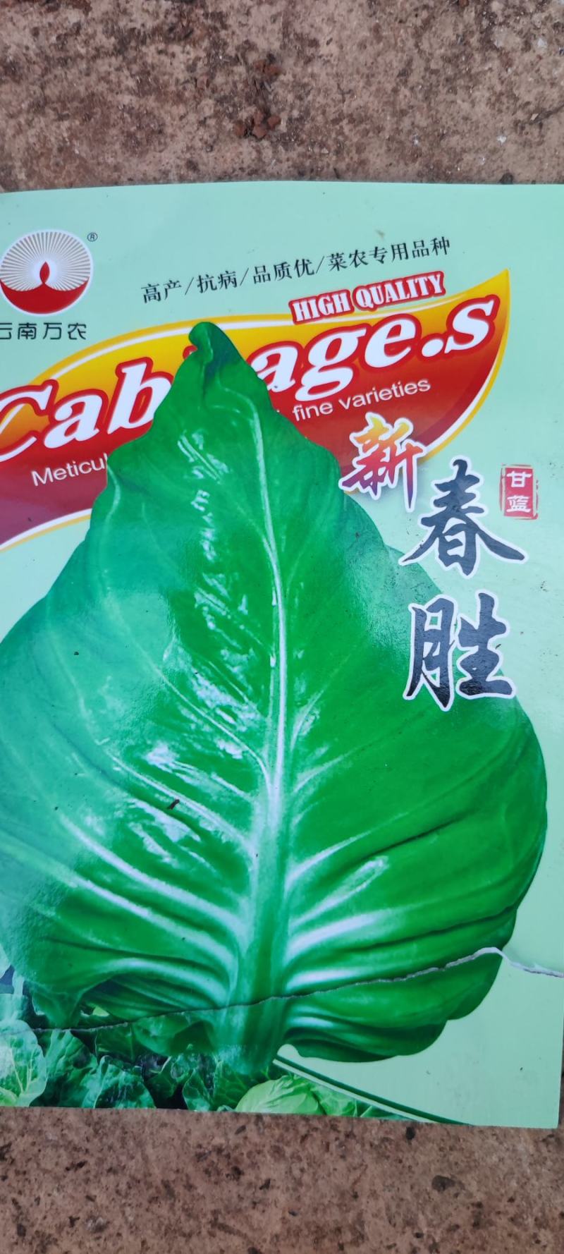 牛心甘蓝苗，根系发达，厂家直发，量大从优，欢迎来电选购