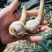 云南茨菇，新品种老品种不空心无苦味，鸭蛋绿茨菇物美价