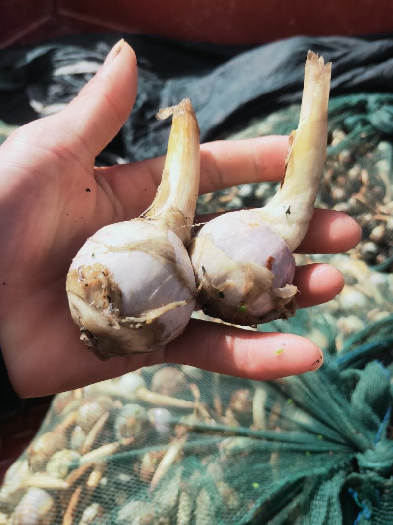 云南茨菇，新品种老品种不空心无苦味，鸭蛋绿茨菇物美价