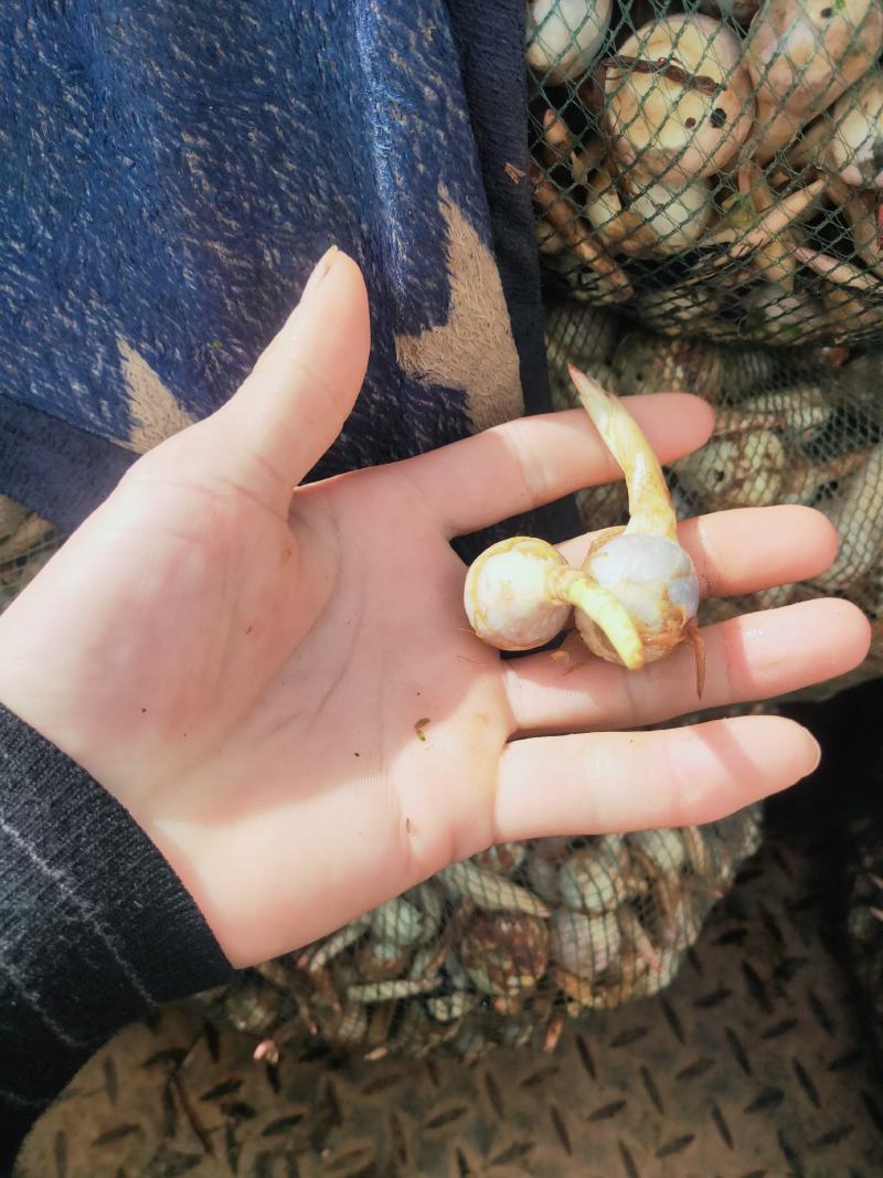 云南茨菇，新品种老品种不空心无苦味，鸭蛋绿茨菇物美价