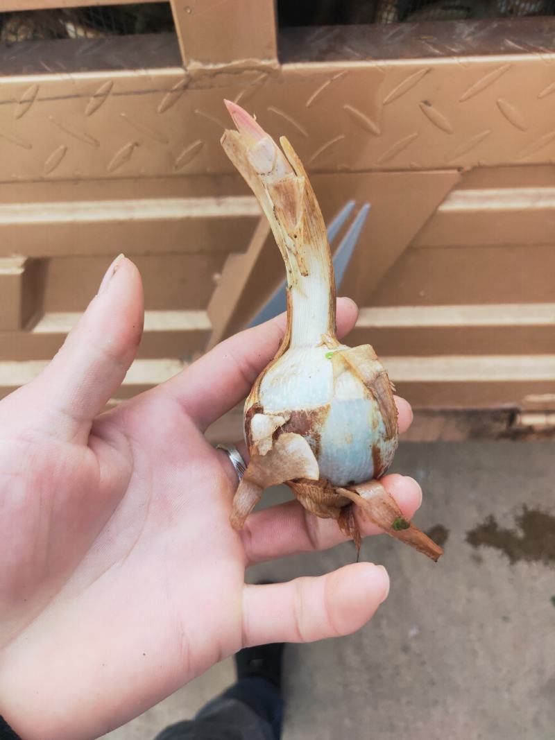 云南茨菇，新品种老品种不空心无苦味，鸭蛋绿茨菇物美价
