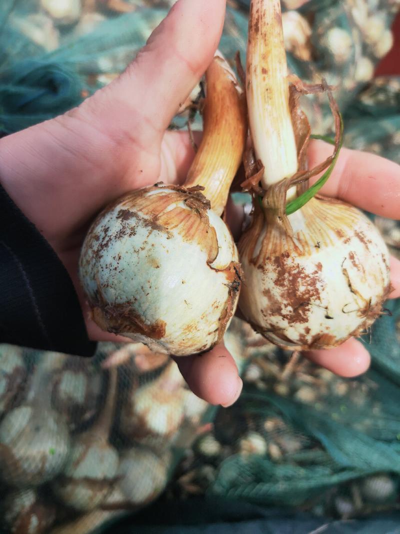 云南茨菇，新品种老品种不空心无苦味，鸭蛋绿茨菇物美价