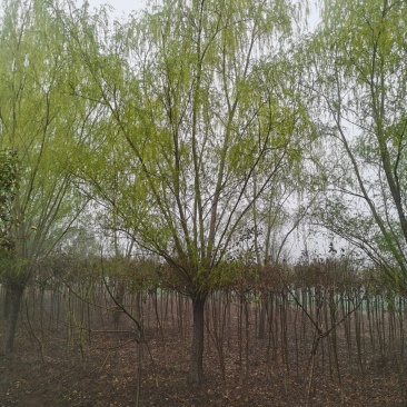 青皮垂柳宿迁沭阳基地直供无中间商有需要联系我！