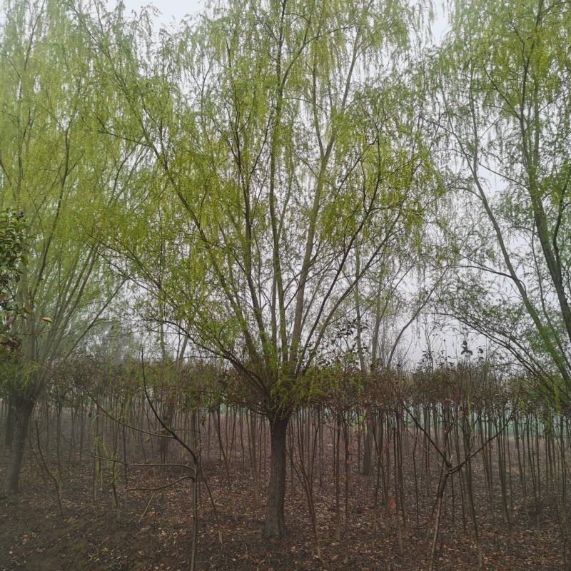 青皮垂柳宿迁沭阳基地直供无中间商有需要联系我！