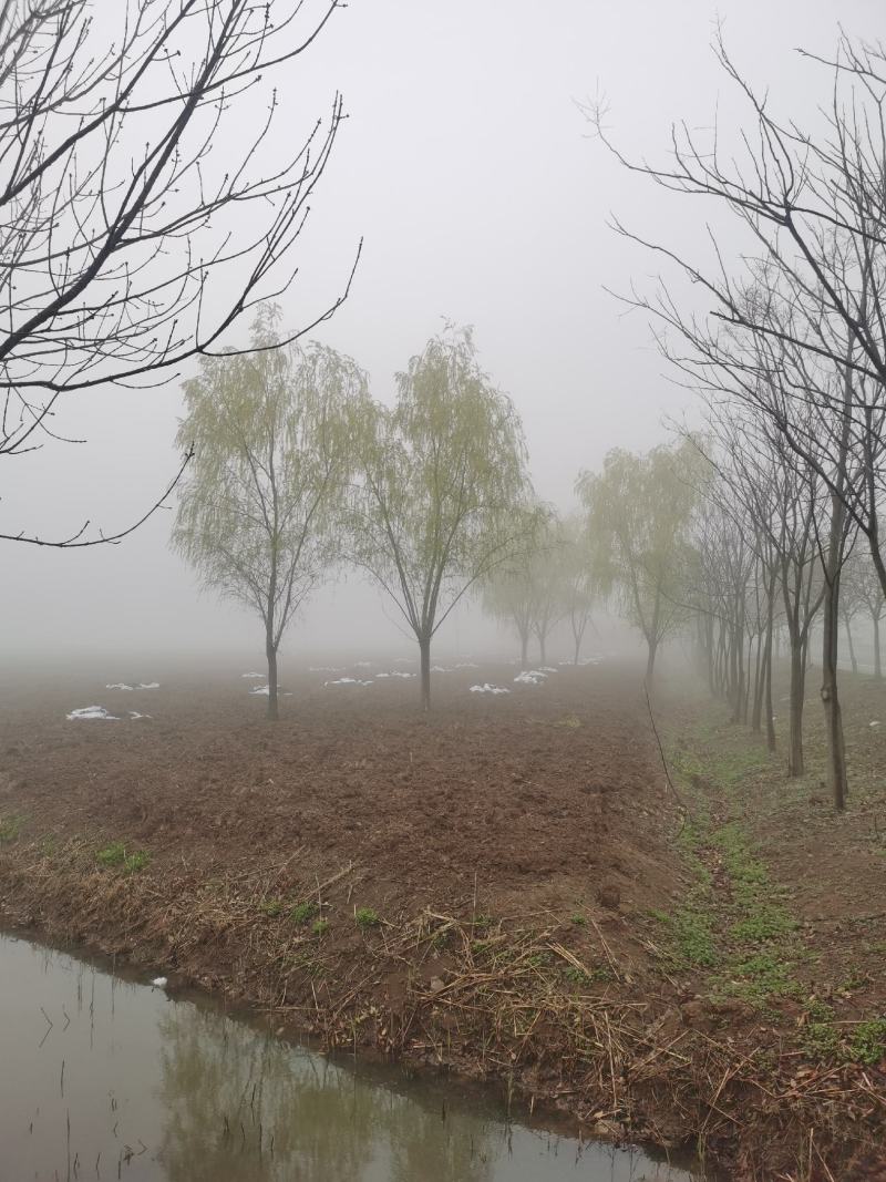青皮垂柳宿迁沭阳基地直供无中间商有需要联系我！