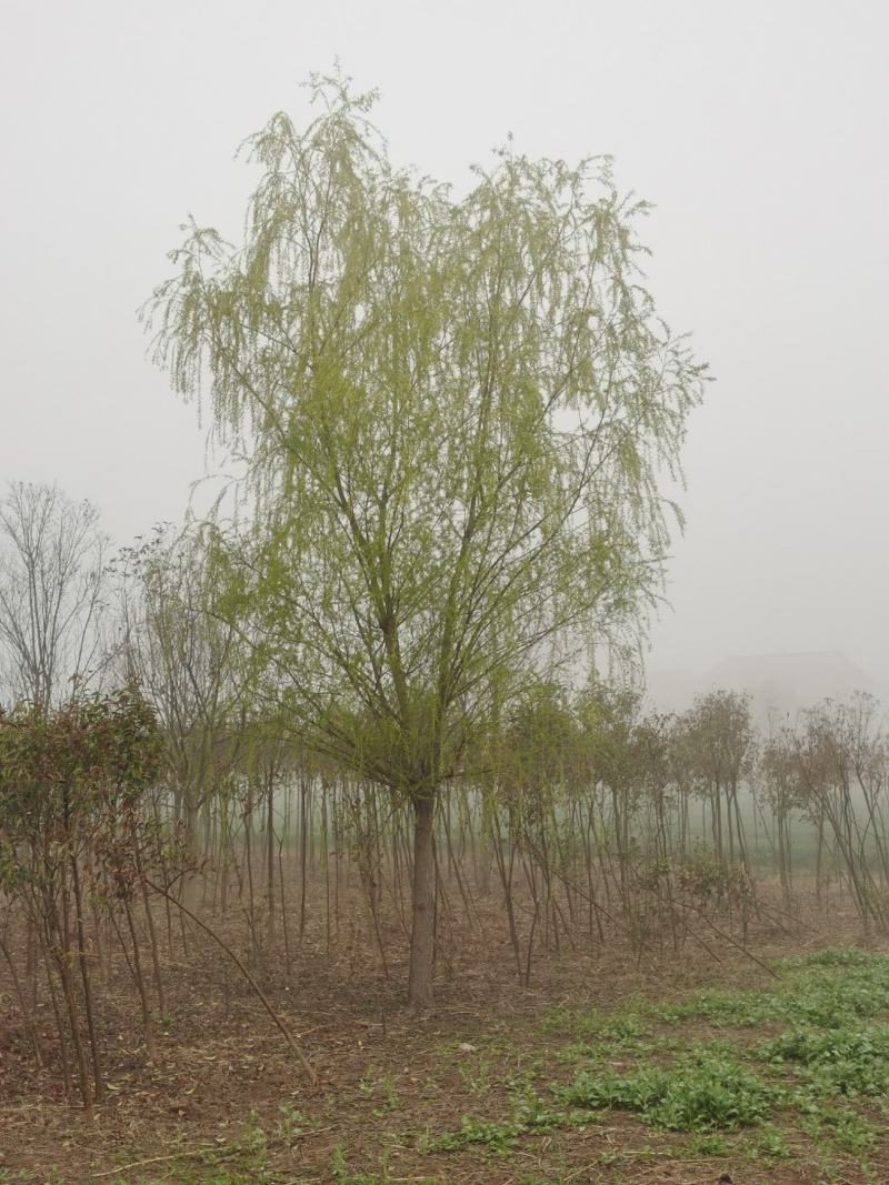 青皮垂柳宿迁沭阳基地直供无中间商有需要联系我！
