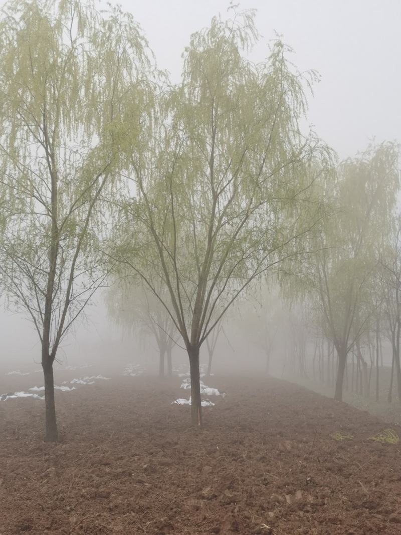 青皮垂柳宿迁沭阳基地直供无中间商有需要联系我！