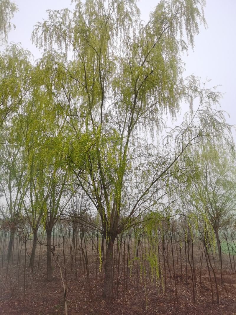 青皮垂柳宿迁沭阳基地直供无中间商有需要联系我！