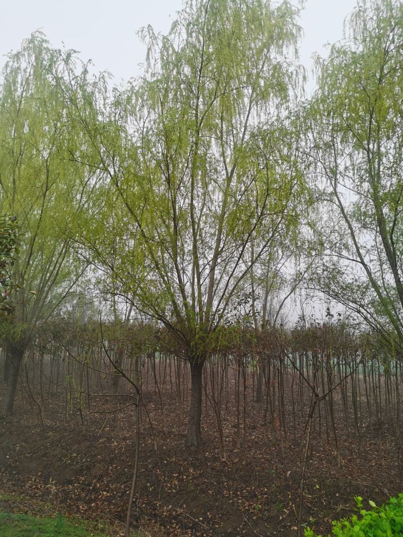 青皮垂柳宿迁沭阳基地直供无中间商有需要联系我！