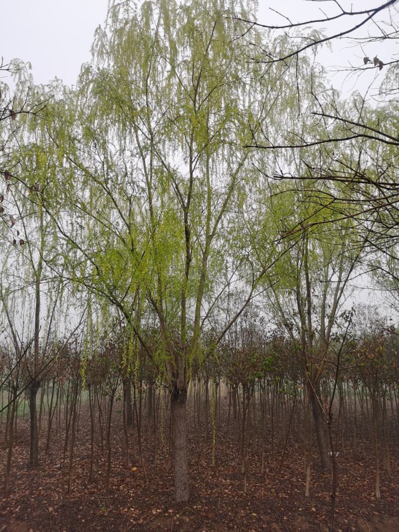 青皮垂柳宿迁沭阳基地直供无中间商有需要联系我！